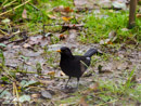 Blackbird – Kos